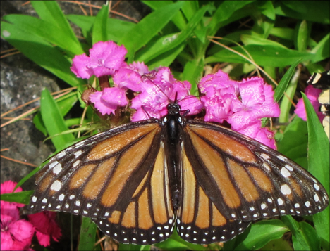 Adirondack Butterflies:  Monarch Butterfly (16 June 2012)